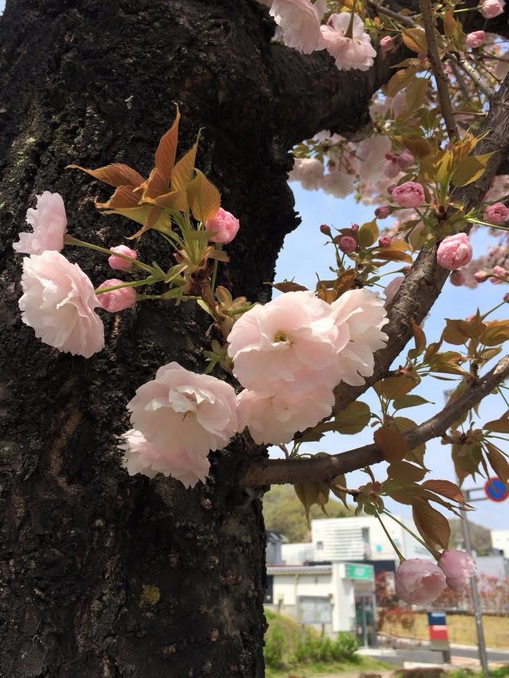 ナフサショック？