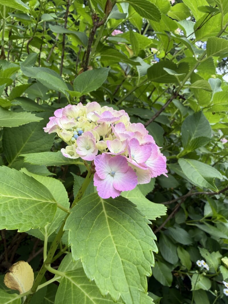 6月の？